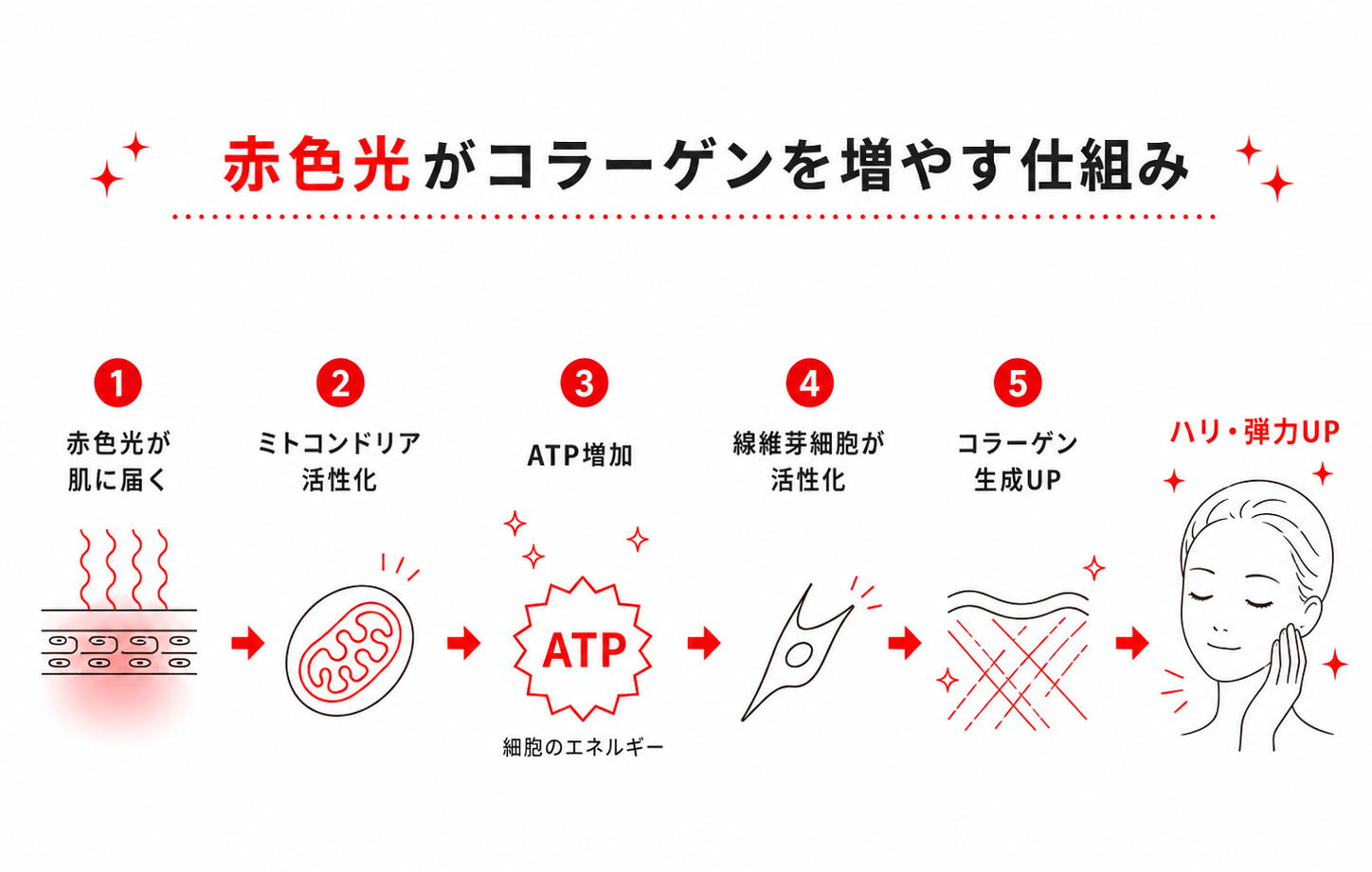 赤色光がコラーゲンを増やす仕組み
